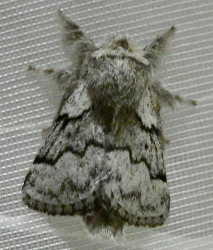 Réf. 309 094 : Trichiura crataegi
